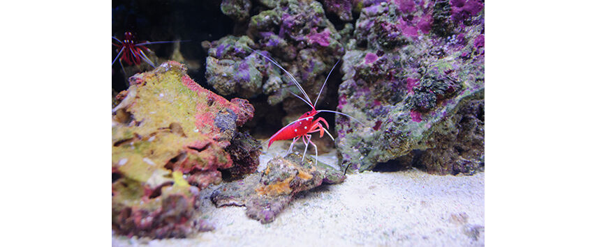 The Latest On Invertebrates